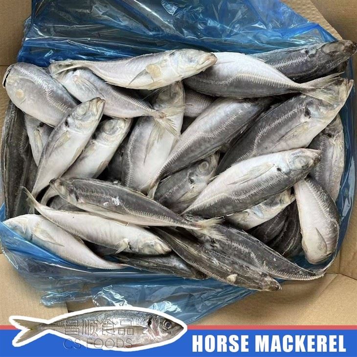 AA BQF Horse Mackerel best