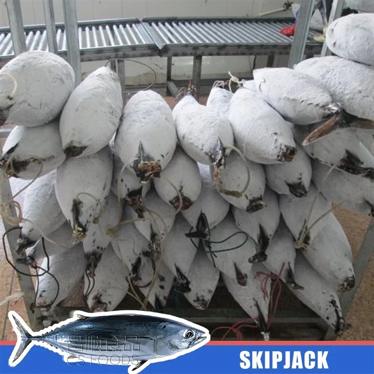 AAA Frozen Skipjack suppliers