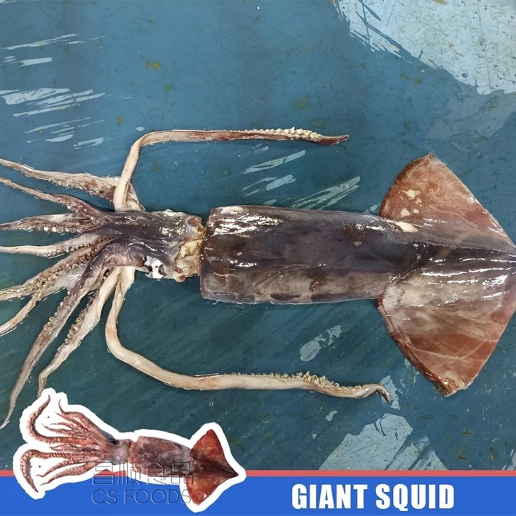 BQF Frozen Giant Squid factory
