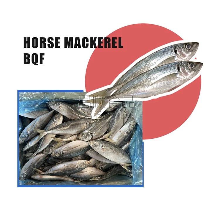 Bulk BQF Horse Mackerel