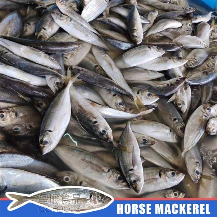 Bulk BQF Horse Mackerel factory