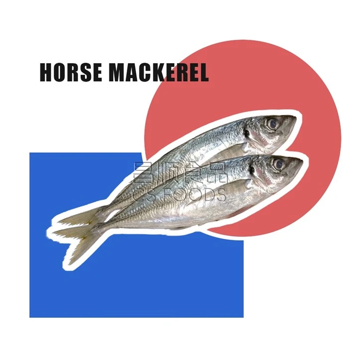 Bulk BQF Horse Mackerel suppliers