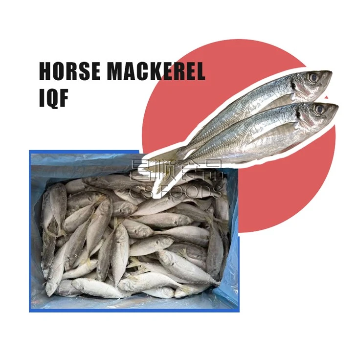 Bulk Frozen Horse Mackerel