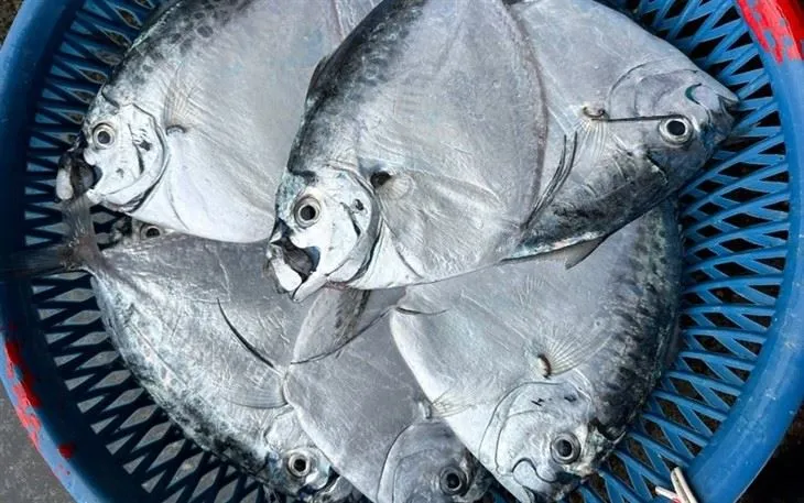 Bulk IQF Moonfish suppliers
