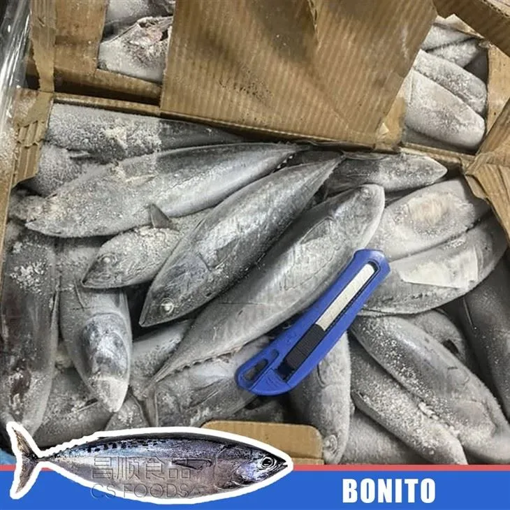 Bulk Seafrozen Bonito price