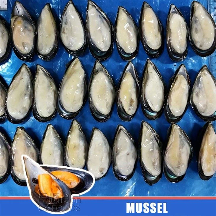 IQF Frozen Half Shell Mussel best