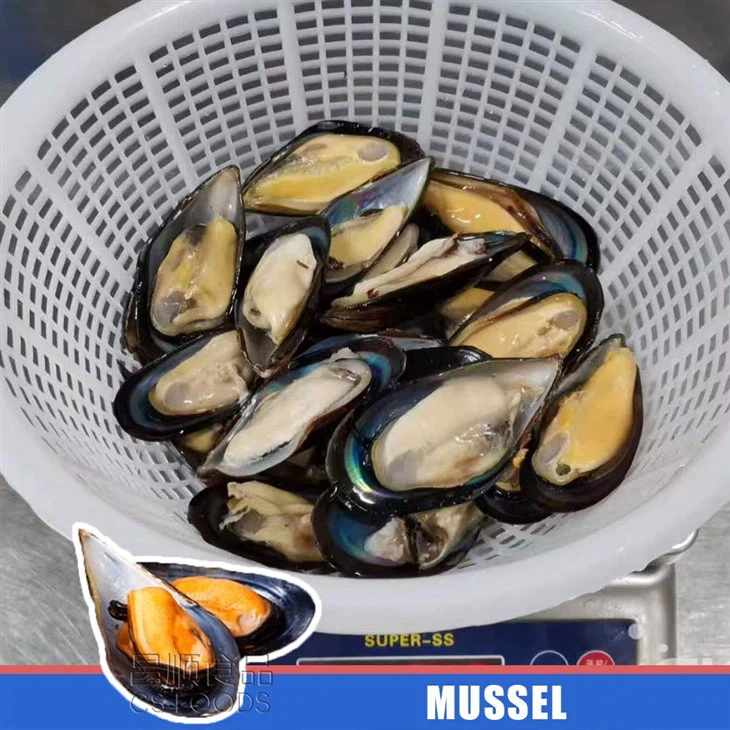 IQF Frozen Half Shell Mussel factory