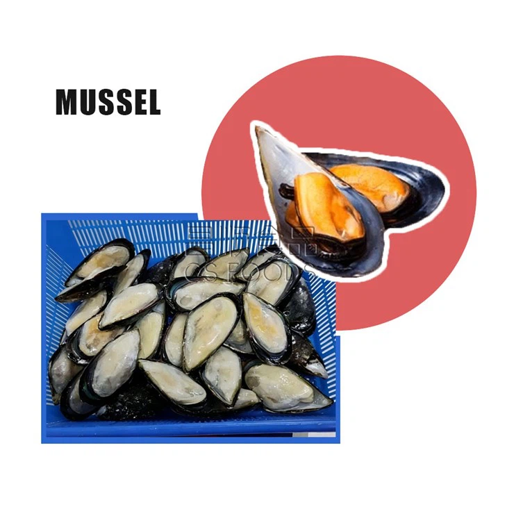 IQF Frozen Half Shell Mussel