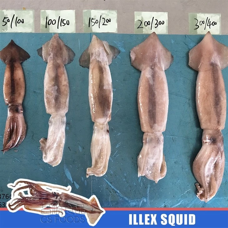 IQF Frozen Illex Squid high quality