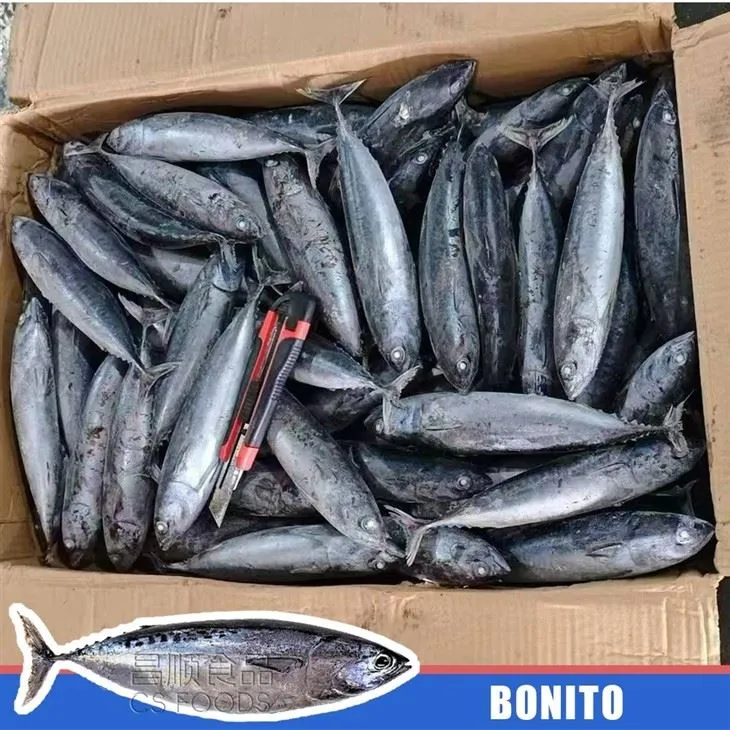 Light Catch IQF Bonito price