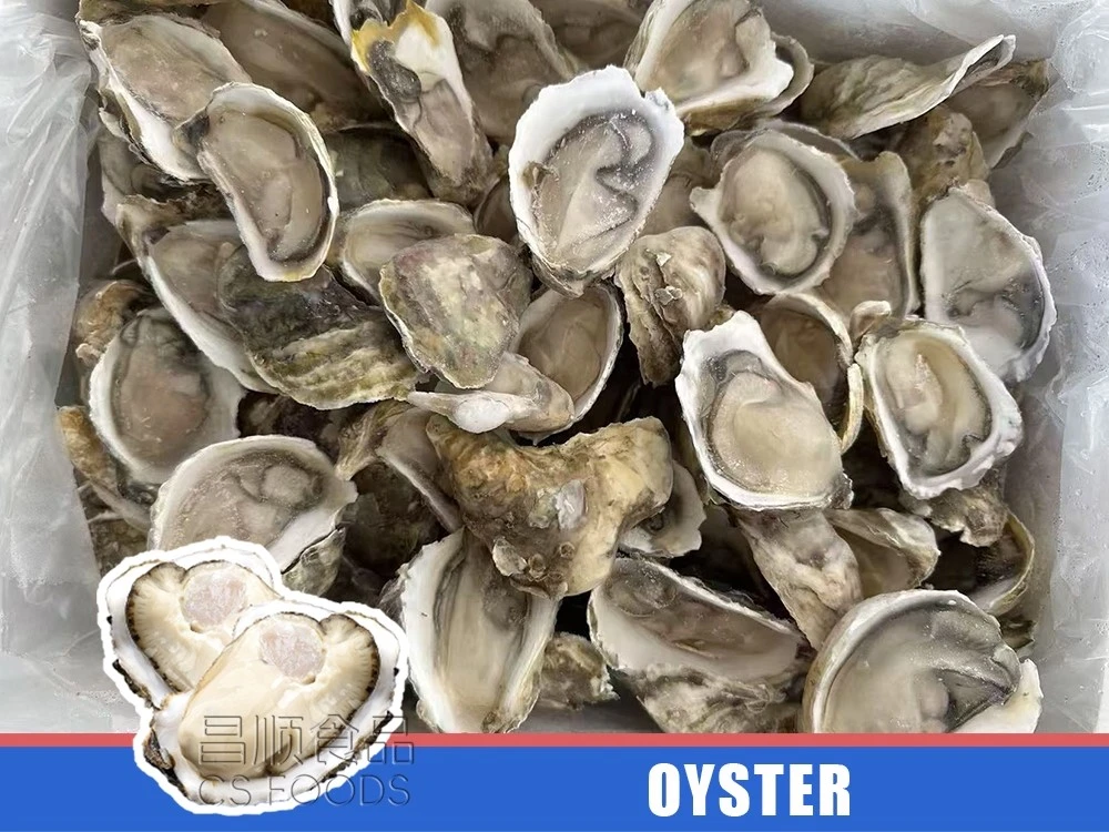 oyster oyster