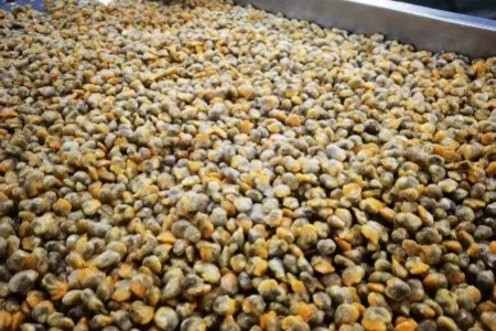 Frozen Blood Clam Meat Frozen Blood Clam Meat