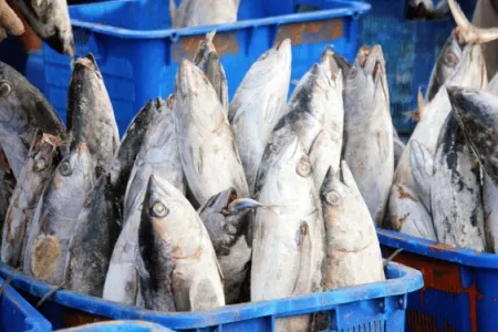 EU Enforces Stricter Freezing Requirements For Tuna Imports