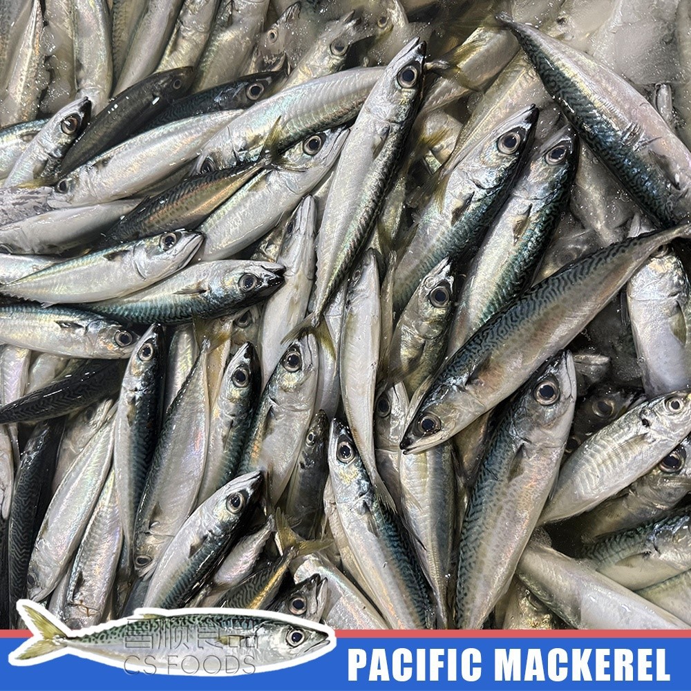 pacific mackerel pacific mackerel