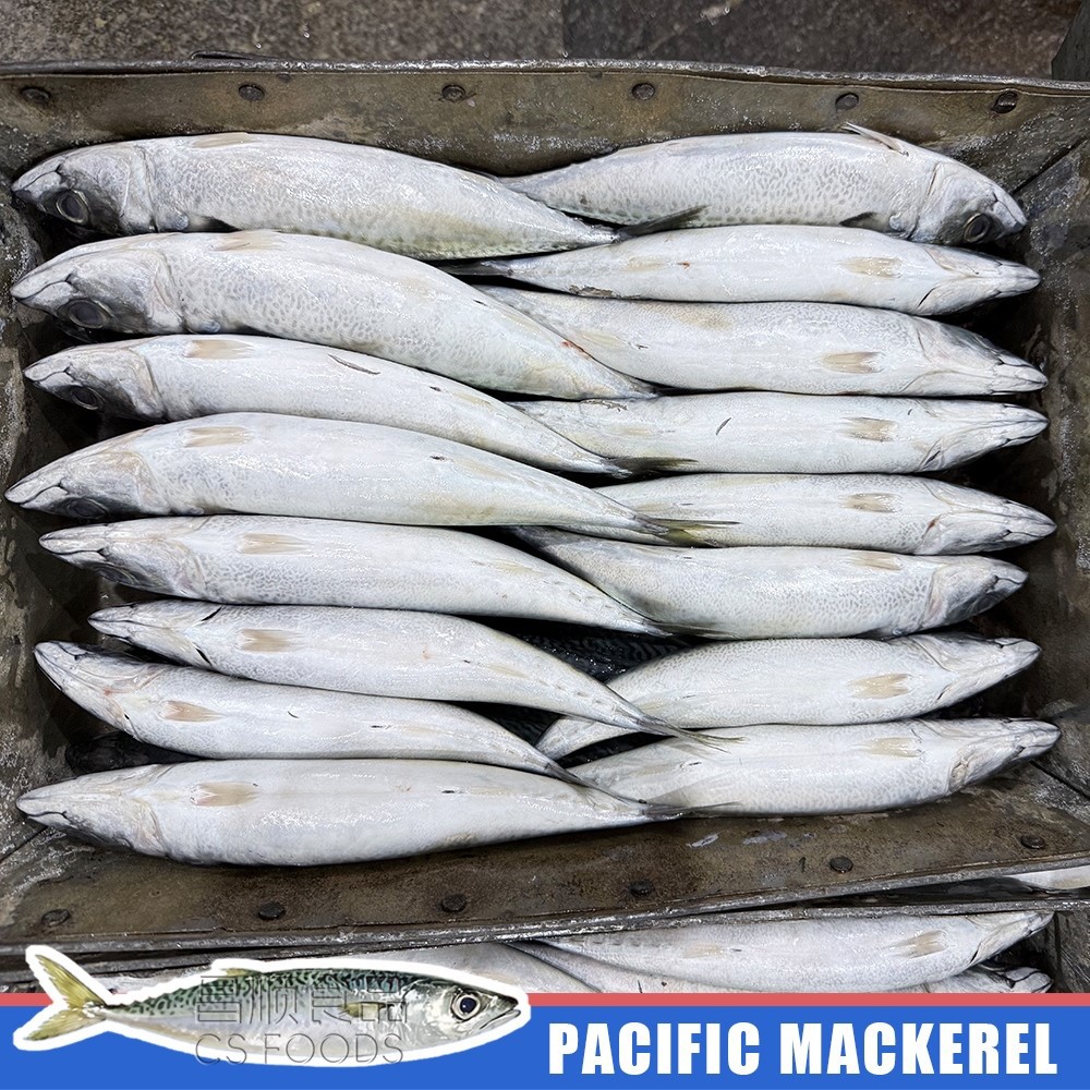 pacific mackerel pacific mackerel