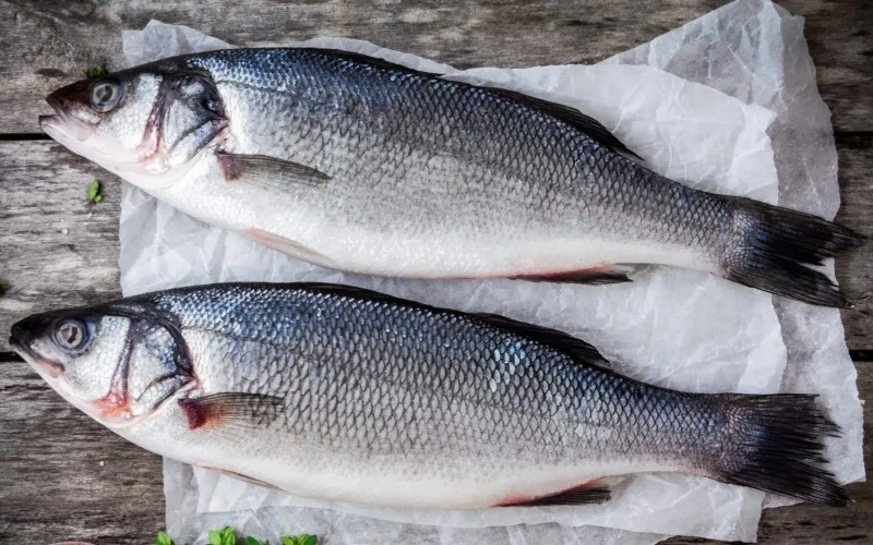 seabass seabass