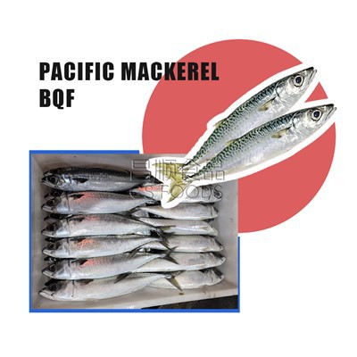 BQF Chub Mackerel