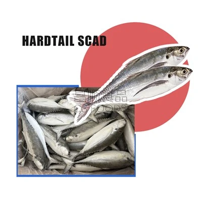 Light Catch Frozen Hardtail Scad