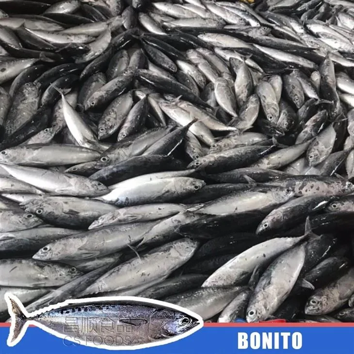 Whole Round IQF Bonito factory