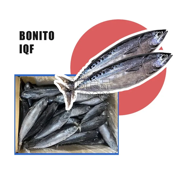 Whole Round IQF Bonito