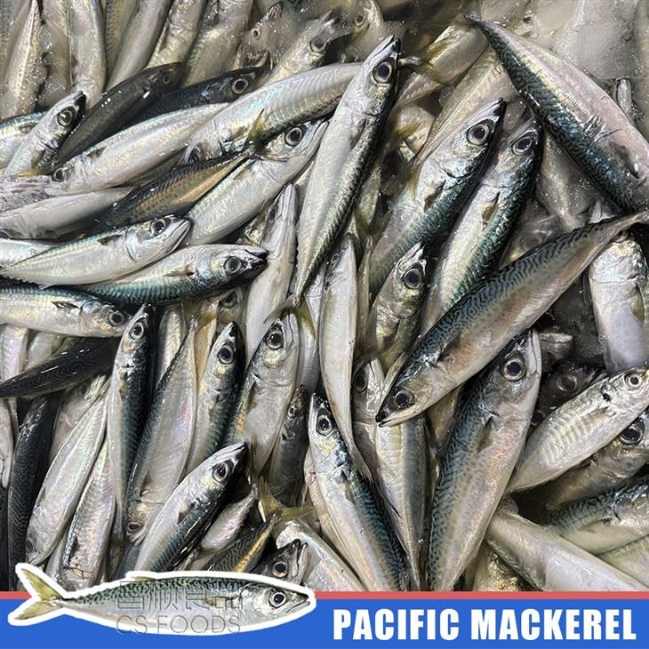 WR Frozen Pacific Mackerel suppliers